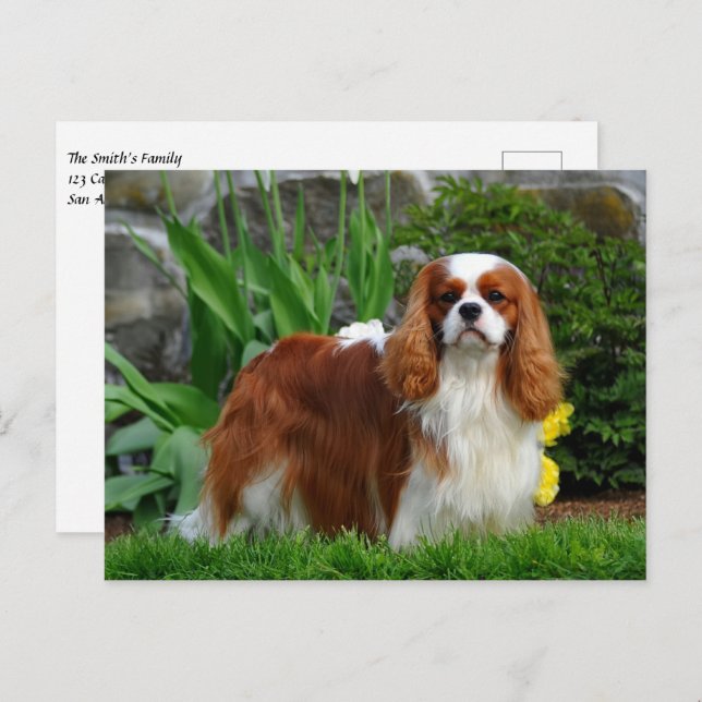 Blenheim Cavalier King Charles Spaniel Puppy Dog Postcard (Front/Back)