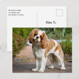 Blenheim Cavalier King Charles Spaniel Puppy Dog Postcard