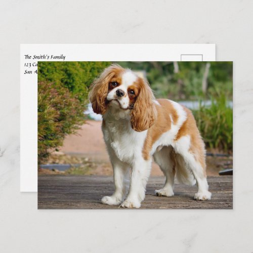 Blenheim Cavalier King Charles Spaniel Puppy Dog Postcard