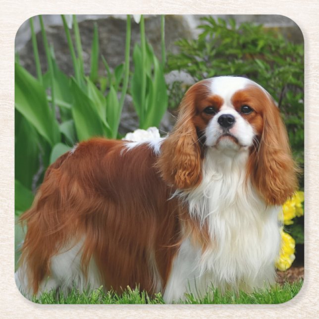 Blenheim Cavalier King Charles Spaniel Puppy Dog Square Paper Coaster (Front)