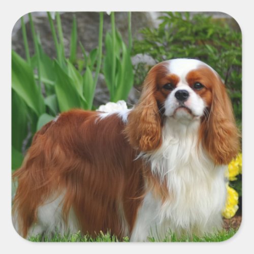 Blenheim Cavalier King Charles Spaniel Puppy Dog Square Sticker