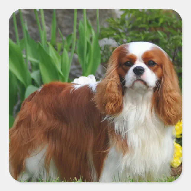 Blenheim Cavalier King Charles Spaniel Puppy Dog Square Sticker | Zazzle