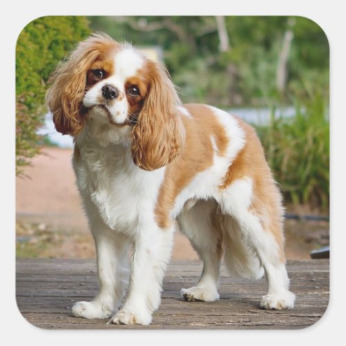 Blenheim Cavalier King Charles Spaniel Puppy Dog Square Sticker
