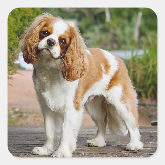 Blenheim Cavalier King Charles Spaniel Puppy Dog Square Sticker | Zazzle