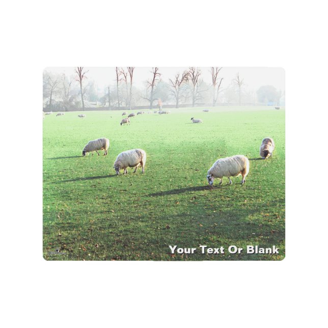 Blenheim Palace Sheep Metal Print (Front)