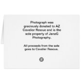 Blenheim puppy under blanket (Back Horizontal)