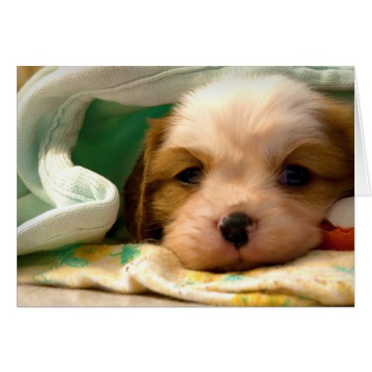 Blenheim puppy under blanket cards (Front Horizontal)