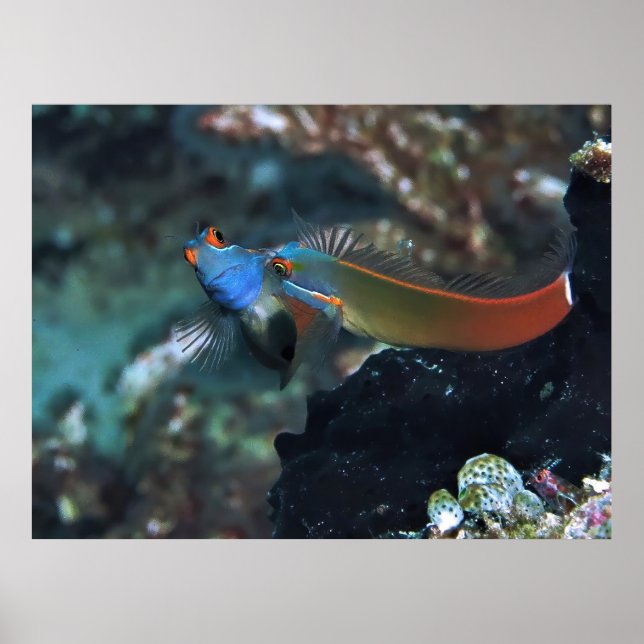 Blenny Battle Poster (Front)