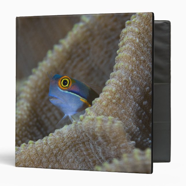 Blenny fish Blenniidae) poking it's head out 3 Ring Binder (Front/Inside)