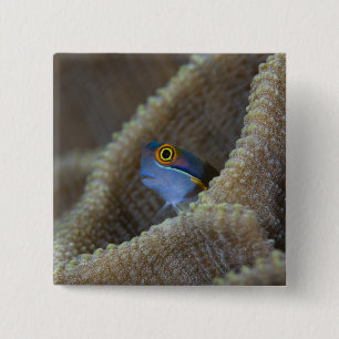 Blenny fish Blenniidae) poking it's head out Button