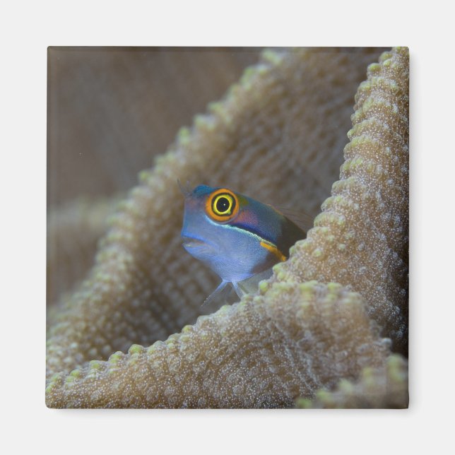 Blenny fish Blenniidae) poking it's head out Magnet (Front)