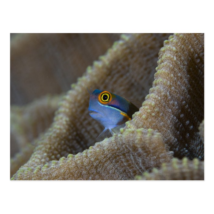 Blenny fish Blenniidae) poking it's head out Post Cards