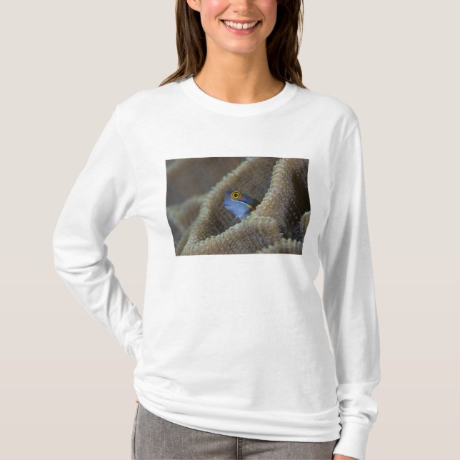 Blenny fish Blenniidae) poking it's head out T-Shirt (Front)