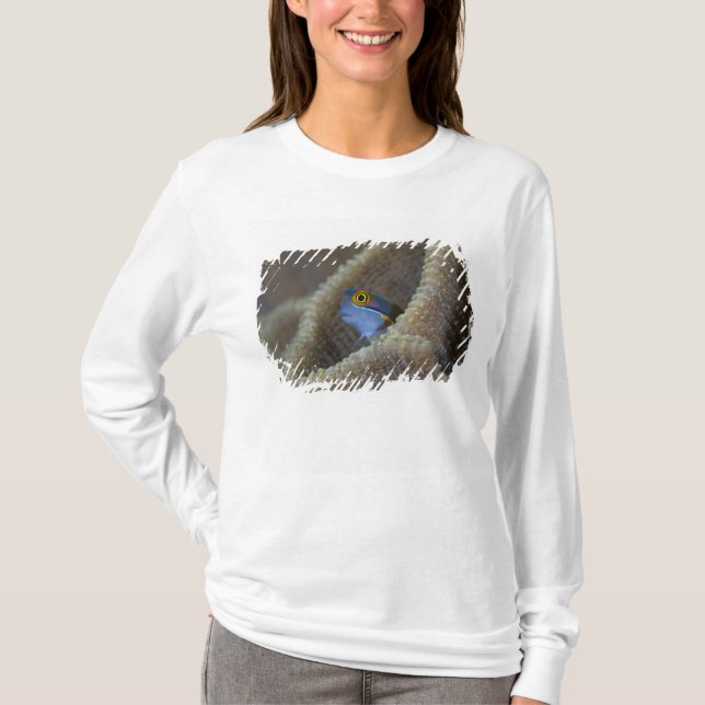Blenny fish Blenniidae) poking it's head out T-Shirt (Front)