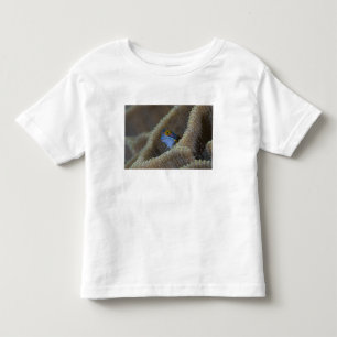 Blenny fish Blenniidae) poking it's head out Toddler T-shirt
