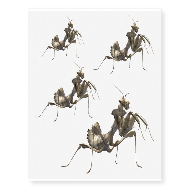 blepharopsis mendica temporary tattoos (Front)