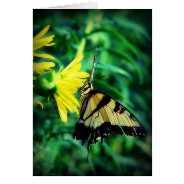 Blessed Be Swallowtail Butterfly Cards (Front)