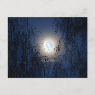 Blessed Virgin Mary in the Moon Lite Forest Postcard