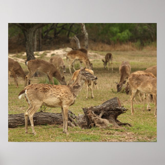 Blind Deer Poster (Front)