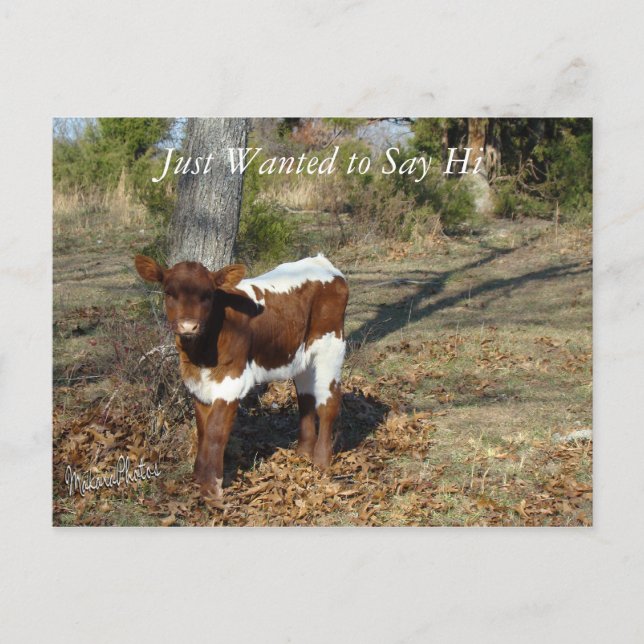 Bliss Postcard-customize Postcard (Front)