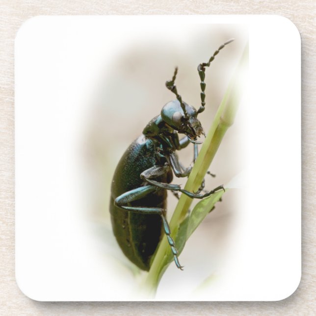 Blister Beetle - Meloidae Coaster (Front)