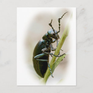 Blister Beetle - Meloidae Postcard