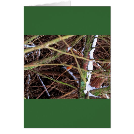 Blizzard Bird CB Cards (Front)