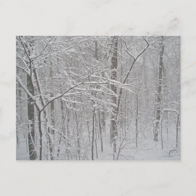 Blizzard in February 2010 Postcard (Front)