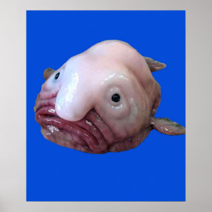 44 Best Blobfish ideas  blobfish, cute animals, ugly animals