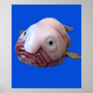 Blob Fish Poster