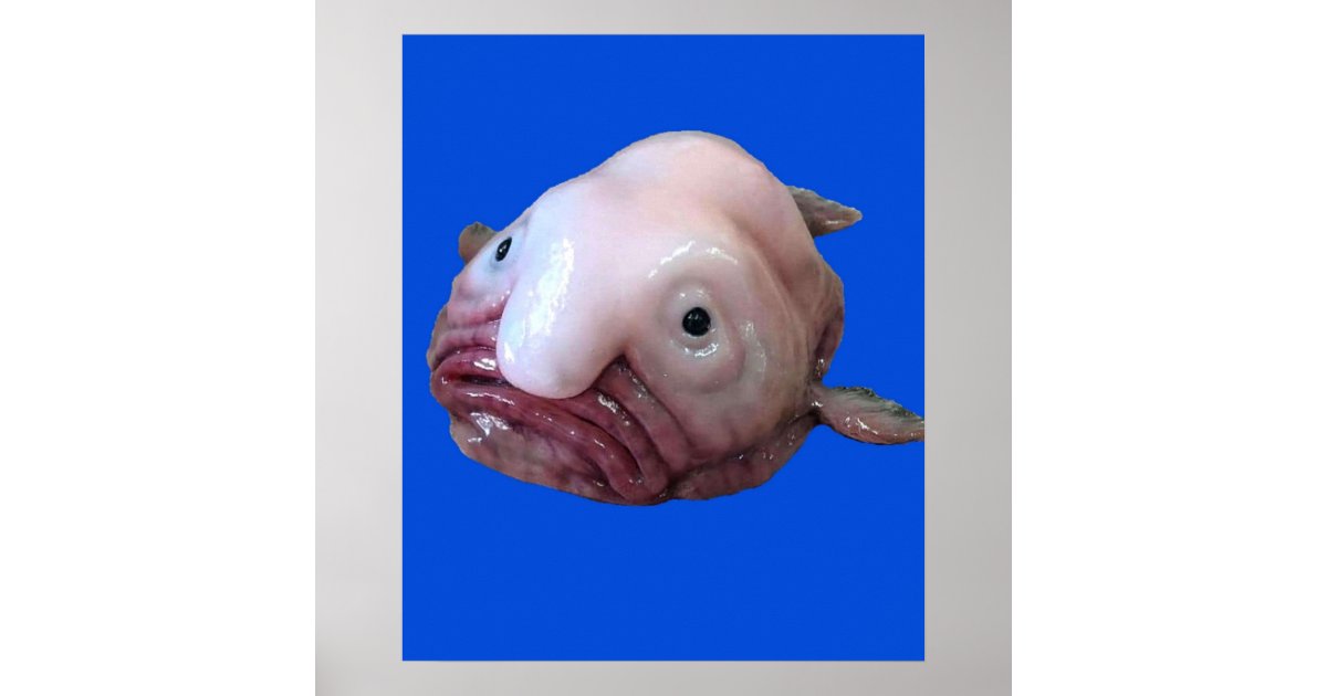 So, I had this for dinner  Blobfish, Fish, Blob fish in water