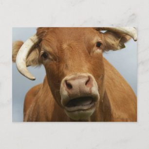 blöde kuh postcard