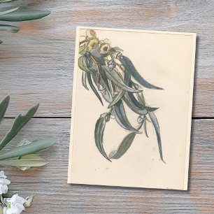 Bloeiende tak van een eucalyptus postcard