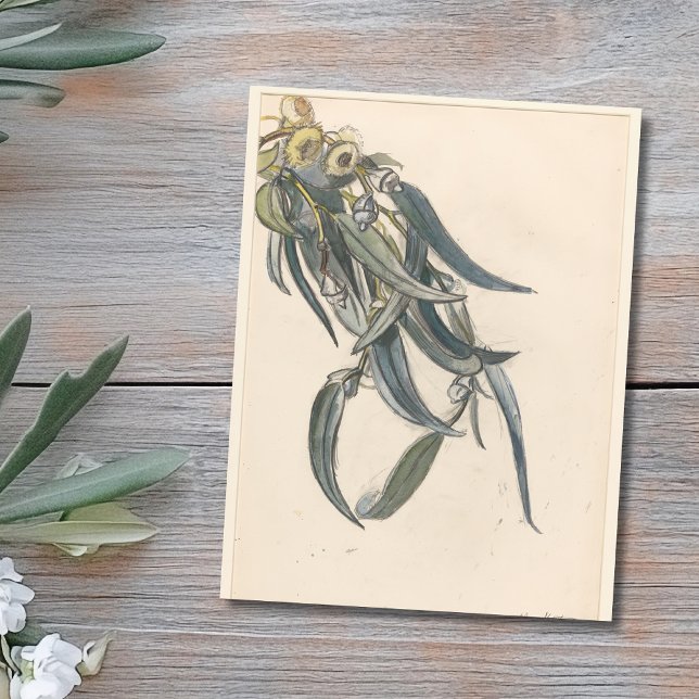 Bloeiende tak van een eucalyptus  postcard (Creator Uploaded)