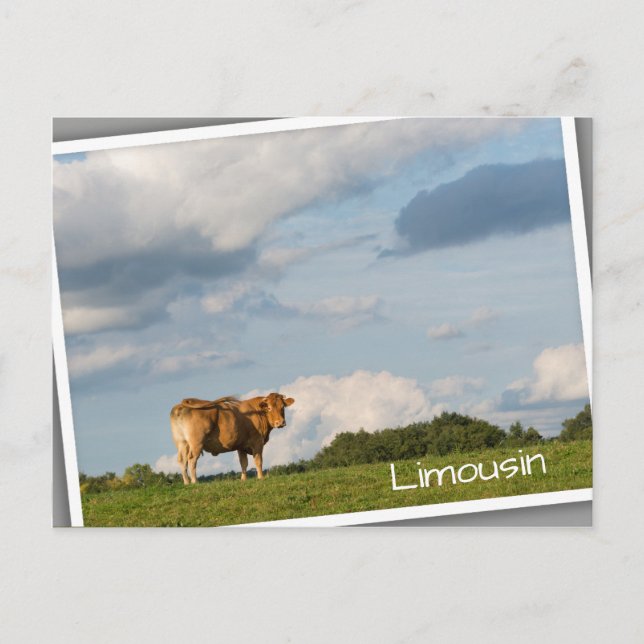 Blond d'Aquitaine cow in Dordogne region, France Postcard (Front)