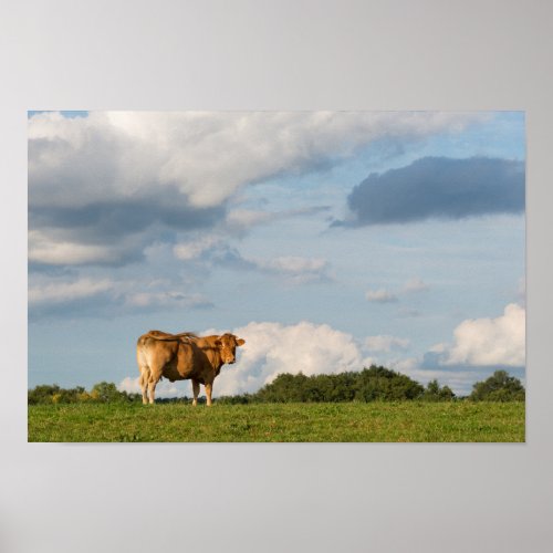 Blond dAquitaine cow in Dordogne region France Poster