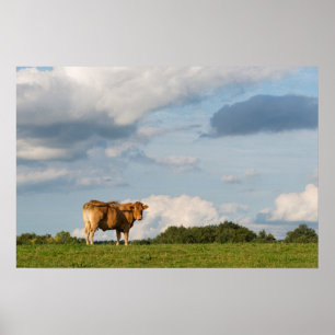 Blond d'Aquitaine cow in Dordogne region, France Poster