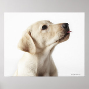 Blond Labrador puppy sticking out tongue Poster