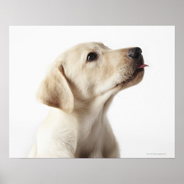 Blond Labrador puppy sticking out tongue Poster (Front)