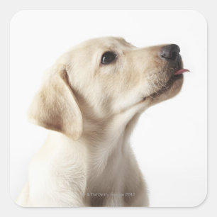 Blond Labrador puppy sticking out tongue Square Sticker