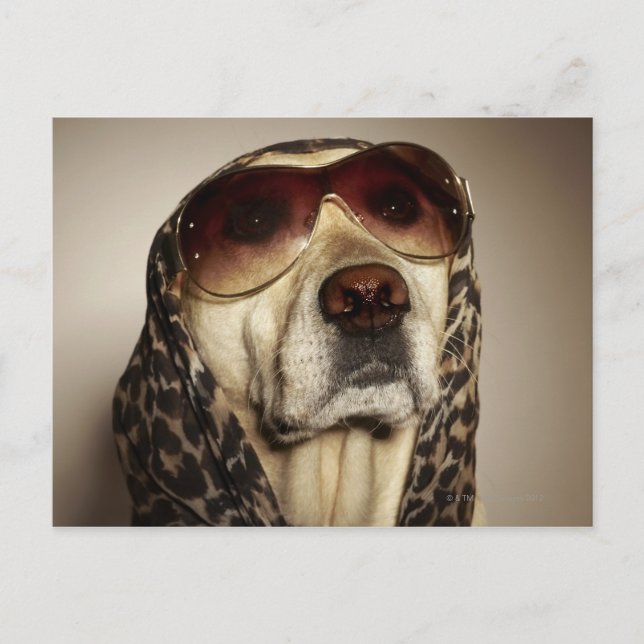 Blond Labrador Retriever wearing sun glasses Postcard (Front)