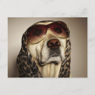 Blond Labrador Retriever wearing sun glasses Postcard