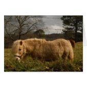 Blond Miniature Pony / Horse (Front Horizontal)