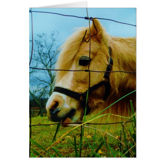 Blond Miniature Pony / Horse Blue Sky (Front)