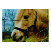 Blond Miniature Pony / Horse Blue Sky (Front Horizontal)
