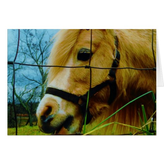 Blond Miniature Pony / Horse Blue Sky Cards (Front Horizontal)