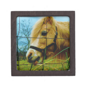Blond Miniature Pony / Horse Blue Sky Gift Box