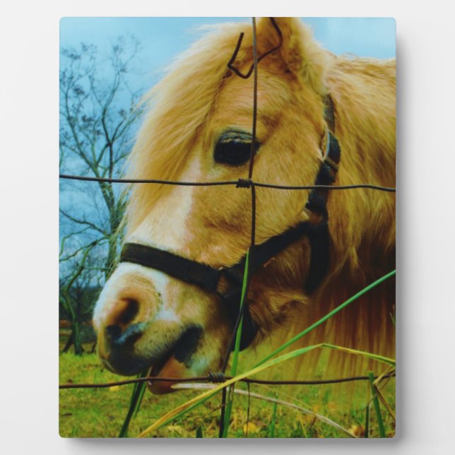 Blond Miniature Pony / Horse Blue Sky Plaque (Front)