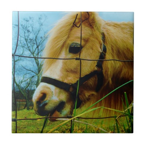 Blond Miniature Pony  Horse Blue Sky Tile