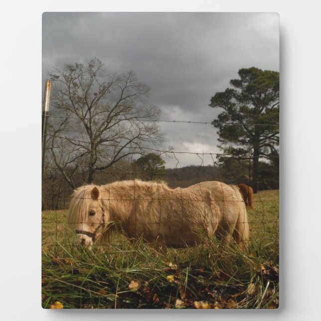 Blond Miniature Pony / Horse Plaque (Front)
